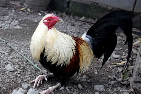 Sabong manok in English with contextual examples .